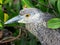 Juvenile Yellow Crowned Night Heron in the Mangroves