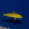 Juvenile Yellow Goatfish Parupeneus cyclostomus