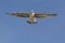 Juvenile yellow-legged Gull in flight