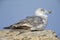 An juvenile yellow-legged gull perched on the cliffs of Sagres Portugal.