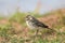 Juvenile Yellow Wagtail stood on a sandy bank