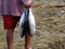 Juvenile Yellowfin tuna Thunnus albacares freshly landed by the artisanal fishermen in Mindoro, Philippines