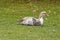Juvenile young Muscovy duck resting on green grass with many feathers in Tasmania, Australia