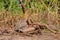 Juvenile young Rufescent Tiger Heron, Tigrisoma Lineatum, in the nature habitat near Porto Jofre, Pantanal, Brazil