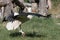 Juvenile young storks spreading her wings