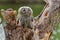 Juvenile young tawny owl or brown owl Strix aluco