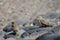 Juveniles of spanish sparrow.