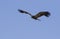 Juvenille bald eagle In Flight