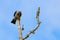 Juvenille Mississippi kite