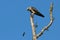 Juvenille Mississippi kite