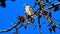 Juvenille Mississippi kite in a tree