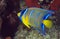 Juvenille Queen Angelfish