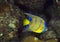 Juvenille Queen Angelfish