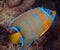 Juvenille Queen Angelfish