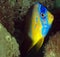 Juvenille Queen Angelfish