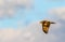 Juvenille Red-Shouldered Hawk, Buteo lineatus, in flight against a blue cloudy sky in winter