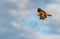 Juvenille Red-Shouldered Hawk, Buteo lineatus, in flight against a blue cloudy sky in winter