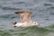 Juvenilt Ring-Billed Gull Larus delawarensis