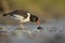 A juvenle Eurasian oystercatcher resting and foraging during migration on the beach of Usedom Germany.