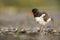 A juvenle Eurasian oystercatcher resting and foraging during migration on the beach of Usedom Germany.