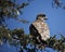 Juvinile Bald Eagle perching on a branch.