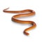 Juvinile Cornsnake on white background