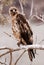 Juvinile Galapagos Hawk with piercing gaze