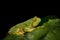 Juvinile of malabar Gliding Frog, Rhacophorus malabaricus, Munnar, Kerala