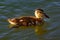 Juvinile Mallard Anas platyrhynchos swimming solo