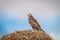 Juvinile Pale-chanting goshawk on a weaver nest.