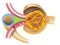 Juxtaglomerular apparatus of kidney nephron illustration without captions