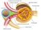 Juxtaglomerular apparatus of kidney nephron illustration with captions