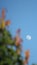 Juxtaposition shot of fall coloured leaves and moon visible on the right side in the evening sunset sky