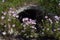 Juxtaposition of Wildflowers and Concrete Culvert