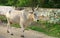 JZebu domestic cattle Cows in field. Cows on pasture. Cow herd horned cattle.