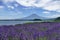 JÃ¶kulsÃ¡rlÃ³n glacier lagoon inPanorama with lavender field in front of Mount Fuji, Ka bright sunshine, reflecting icebergs, Icel