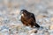 KÄrearea New Zealand Falcon Immature