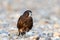 KÄrearea New Zealand Falcon Immature