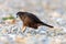 KÄrearea New Zealand Falcon Immature