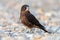 KÄrearea New Zealand Falcon Immature