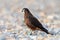 KÄrearea New Zealand Falcon Immature