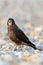 KÄrearea New Zealand Falcon Immature