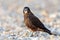 KÄrearea New Zealand Falcon Immature