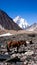 K2 and Broad Peak from Concordia in the Karakorum Mountains Pakistan