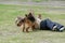 K9 dog training. Attack German and Belgian shepherds. Pets attac