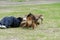 K9 dog training. Attack German and Belgian shepherds. Pets attac