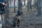 K9 training. A male Cane Corso dog sits next to his owner. The pet is tied to a tree trunk. His eyes are on the approaching