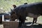 Ka Chuan village, pigs with snout in feed trough