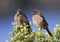 Kaapse Buulbuul, Cape Bulbul, Pycnonotus capensis