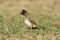 Kaapse Buulbuul, Dark-capped Bulbul, Pycnonotus capensis